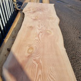 Douglas Fir